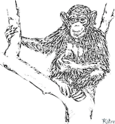 chimpanzé Coloriages À Imprimer